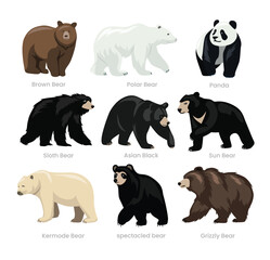 Different types of bear set collection, domestic bear cartoon, beast predator reptile animals, vector illustration, suitable for education poster infographic guide catalog, flat style. © Yumagema