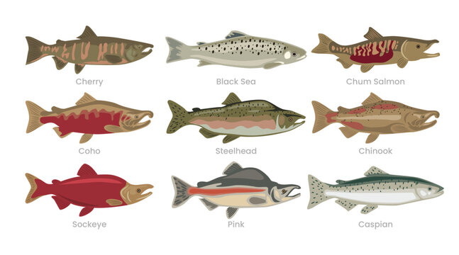 Different types of salmon set collection, various domestic salmon cartoon, marine sea underwater animals fish, vector illustration, suitable for education poster infographic guide catalog, flat style.