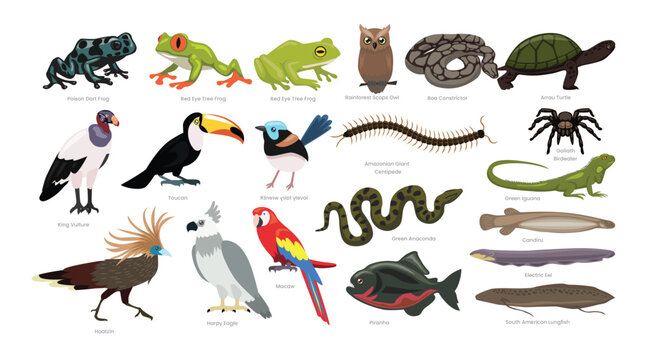 Different types of Rainforest Animals set cartoon collection, various jungle rainforest animals wildlife, vector illustration, suitable for education poster infographic guide catalog, flat style.