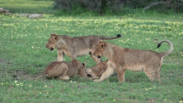 Three Older Lion Cubs Bullying Their Younger Sibling in Botswana
