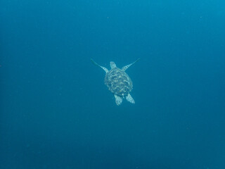 green sea turtle
