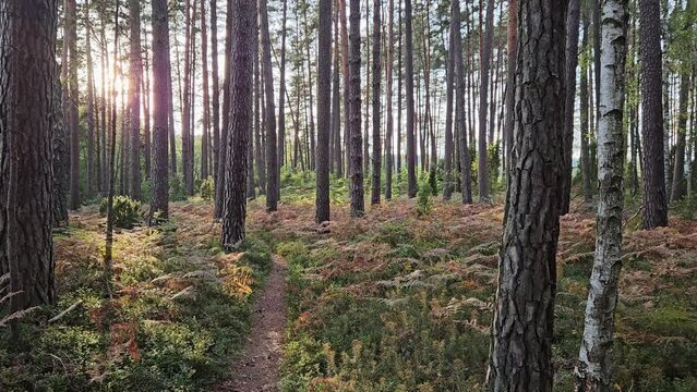 Sun hiding behind the trees during golden hour. Lots of ferns, pines and birches, beautiful quite forest in Kaszuby, Poland.