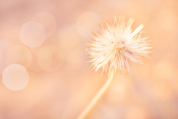 Serene Close-Up of a Single Dandelion Seed Head Against a Soft Golden Background. Color of the year 2024 - Peach Fuzz