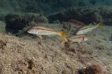 Striped red mullet (Mullus surmuletus) in Mediterranean Sea