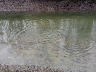 A large fish swims near the surface of the water, making waves with its body. The subject of fishing and recreation in nature near the water.