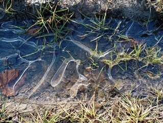 Frozen water in a puddle among the grass. The first frosts bound the green grass in ice. Ice and the onset of winter.