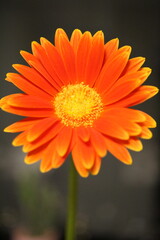 オレンジガーベラ