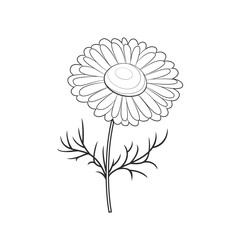 Outline chamomile flower isolated on white background. Cartoon flat illustration. Vector simple herbal plant icons. 