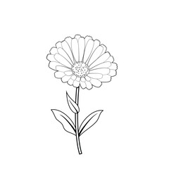 Outline calendula flower isolated on white background. Cartoon flat illustration. Vector simple herbal plant icons. 