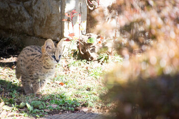 サーバルのこども