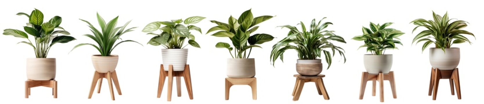 Fototapeta Set of indoor plants in pots on wooden stools, cut out
