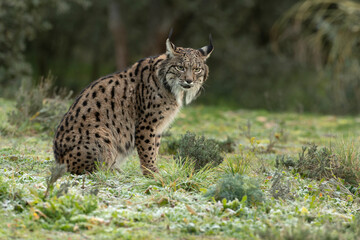 Naklejka na ściany i meble Adult female Iberian Lynx in her territory in the first light of sunrise on a cold winter day in a Mediterranean forest