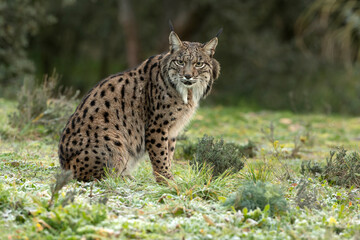 Naklejka na ściany i meble Adult male Iberian Lynx in a Mediterranean oak forest at first light on a cold winter day