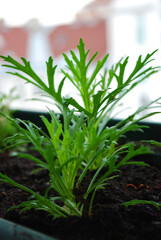 Frühling, eine junge Pflanze wächst im Blumentopf.