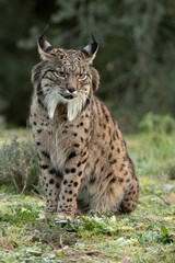 Naklejka na ściany i meble Iberian Lynx in a Mediterranean forest with the first lights of a cold winter day