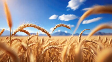 Nature's abundance: Wheat field stretching under a blue sky with fluffy clouds, symbolizing a rich harvest