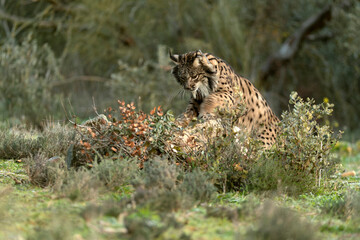 Adult male Iberian Lynx stalking a rabbit in the first light of sunrise on a cold winter day in a Mediterranean forest