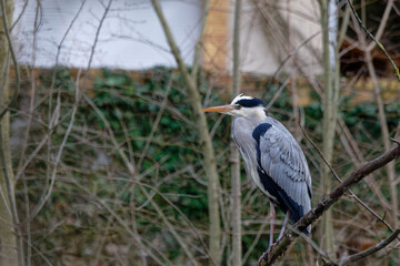 h&eacute;ron cendr&eacute; - Ardea cinerea - oiseaux
