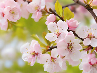 blooming sakura flower charry blossom branch 