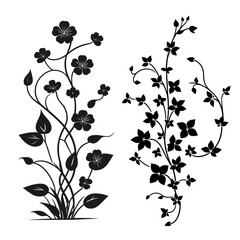 collection of beautiful and beautiful creeping flowers in black and white,