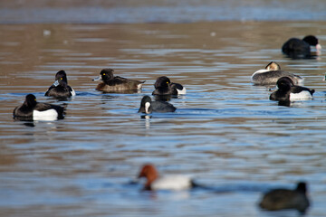 Fuligule morillon - morillon huppé - Aythya fuligula 