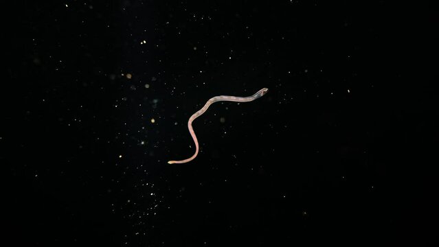Underwater, tiny deep sea snake eel swimming with the current in the dark,mystery Alien, dark night blackwater diving,macro shots