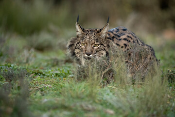 Iberian Lynx in a Mediterranean forest with the first lights of a cold winter day