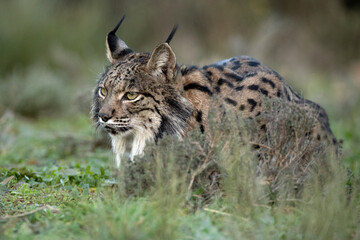 Adult male Iberian Lynx stalking a rabbit in the first light of sunrise on a cold winter day in a Mediterranean forest