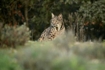 Naklejka na ściany i meble Adult female Iberian Lynx in her territory in the first light of sunrise on a cold winter day in a Mediterranean forest