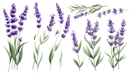 Set of collection lavender objects isolated on a transparent background, blades of grass and flowers in watercolor style