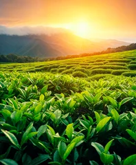 Poster Tea plantation hills at sunset time, beautiful landscape background © xamtiw