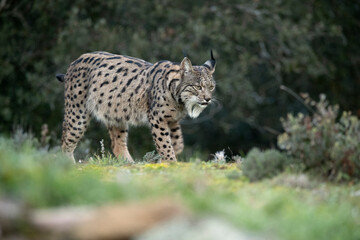Adult female Iberian Lynx walking through her territory within a Mediterranean forest at the first lights of a cold January day