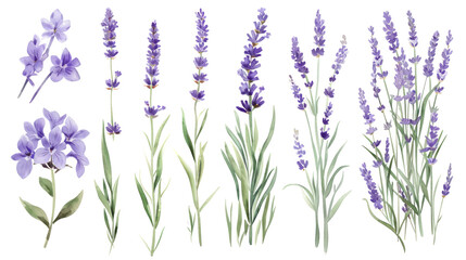 Set of collection lavender objects isolated on a transparent background, blades of grass and flowers in watercolor style