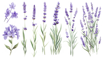 Set of collection lavender objects isolated on a transparent background, blades of grass and flowers in watercolor style