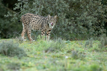 Adult female Iberian Lynx walking through her territory within a Mediterranean forest at the first lights of a cold January day