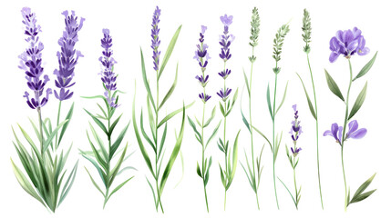 Set of collection lavender objects isolated on a transparent background, blades of grass and...