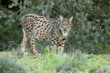 Naklejka na ściany i meble Adult female Iberian Lynx walking through her territory within a Mediterranean forest at the first lights of a cold January day