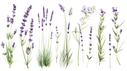 Set of collection lavender objects isolated on a transparent background, blades of grass and flowers in watercolor style