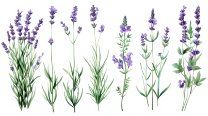 Fotobehang Set of collection lavender objects isolated on a transparent background, blades of grass and flowers in watercolor style © ND STOCK