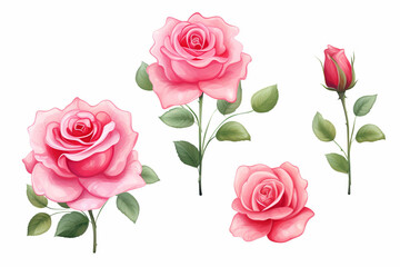 Fototapeta premium Rose flower in valentine day