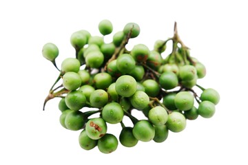 Solanum torvum, also known as pendejera, turkey berry, devil's fig, pea eggplant, platebrush or susumber on isolated background 