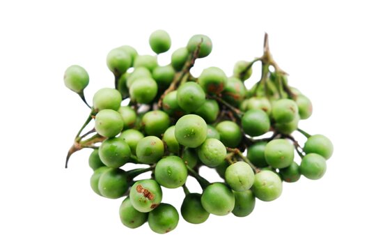 Solanum torvum, also known as pendejera, turkey berry, devil's fig, pea eggplant, platebrush or susumber on isolated background 