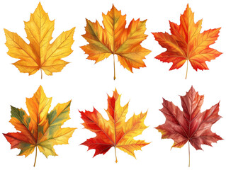 Naklejka na ściany i meble Maple Leaves Set Isolated on Transparent or White Background, PNG