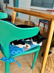ラオス・ルアンパバーンの猫がいる猫カフェ