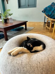 ラオス・ルアンパバーンの猫がいる猫カフェ