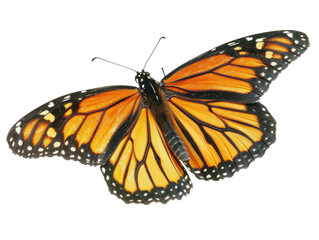 Monarch Butterfly Isolated on Transparent or White Background, PNG