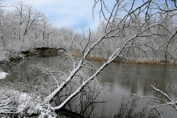 Frozen tree  over river in forest - 713069386