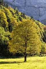 maple trees at Ahornboden, Karwendel mountains, Tyrol, Austria