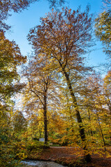 Obraz premium Golden autumn view in famous Munich relax place - Englischer Garten. Munich, Bavaria, Germany
