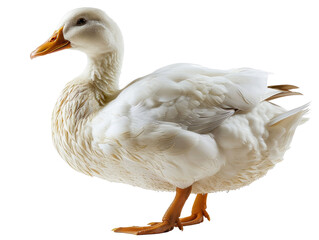 White Pekin Duck Isolated on Transparent or White Background, PNG